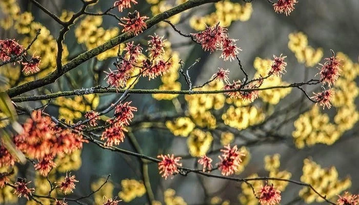 Το φυτό με τις ισχυρές φαρμακευτικές ιδιότητες -6 οφέλη που προσφέρει στον οργανισμό μας